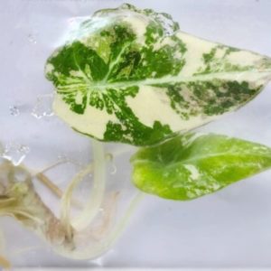 Alocasia Black Velvet Albo/Pink Variegated (Алоказия Блек Вельвет Альбо/Пинк Вариегатная)